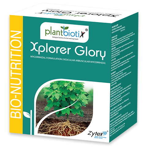 Xplorer Glory